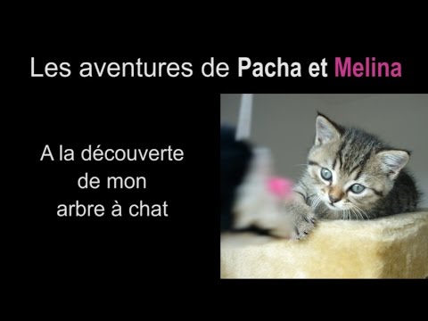 Video Humour Des Chatons Et Les Souris Volantes Pauvre Pacha Youtube