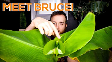 How do you take care of a banana leaf plant?