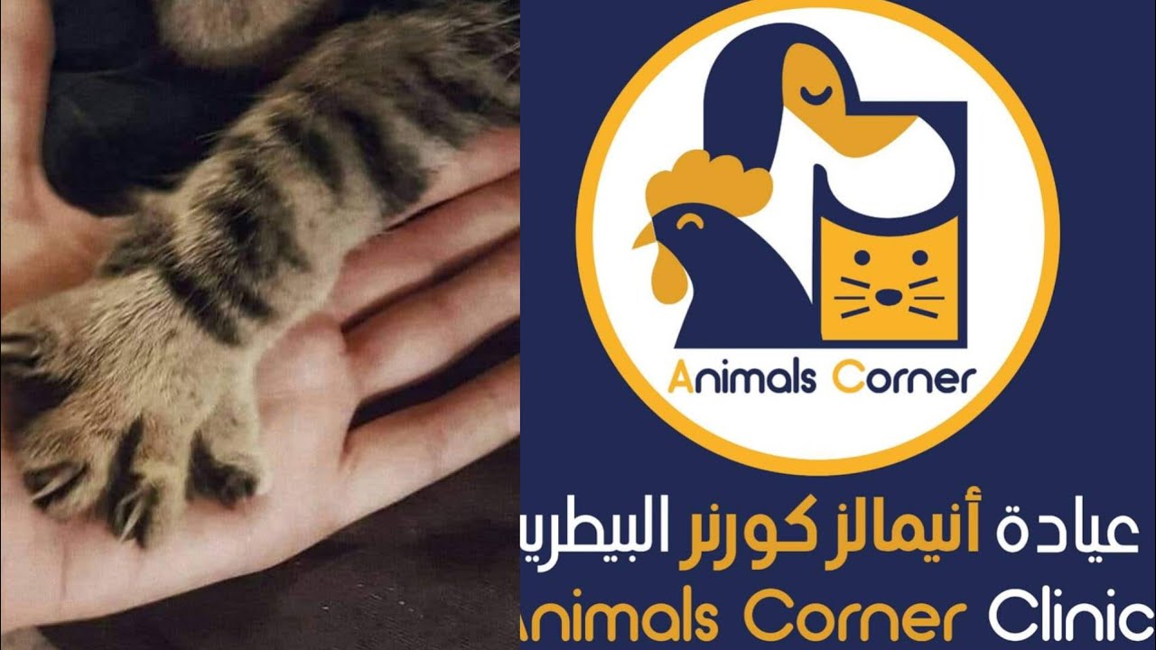أحسن عياده بيطريه فيكي  يا جمهوريه👏😽😹🙀 الراحمون يرحمهم الله🤲مع/#نيڤين_حافظ_موعد_مع_الله