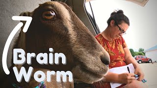 Our Scary Experience With Meningeal Worm (Deer Worm) in Our Dairy Goat Herd
