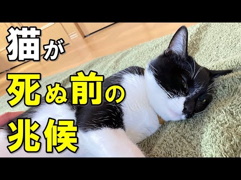 死の兆候を見逃さないで!猫が死ぬ直前に見せる8つのサイン【保護猫】 hqdefault