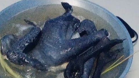 Hmo No Kuv Tus Hlub Tua Ib Tug Qaib Xiav Nqaij Rau Wb Noj