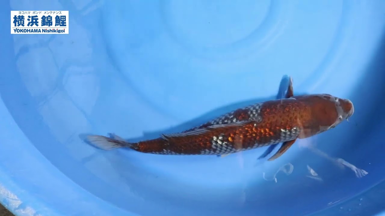 横浜錦鯉】銀鱗落葉(新潟県・大塚養鯉場(門兵衛)産)62㎝ 横浜錦鯉銀鱗