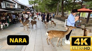 NARA, JAPAN 🇯🇵 [4K] Walking NARA DEER PARK to NARA STATION