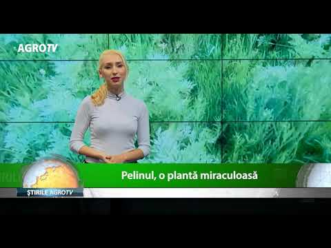 Video: Înlocuirea Pelinului