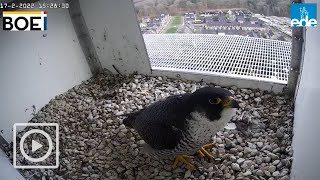 LIVESTREAM | Slechtvalken ENKA Schoorsteen Ede – binnencamera