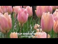 Tulip apricot beauty  farmergracycouk