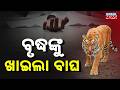 BREAKING: Tiger Kills Elderly Man in Mayurbhanj Forest Shock