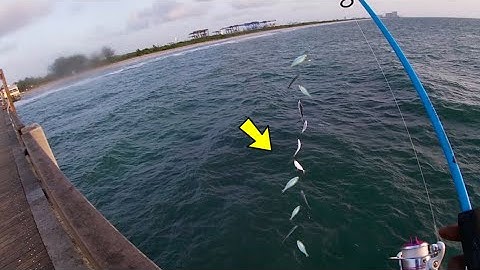 FISHING for Pilchards