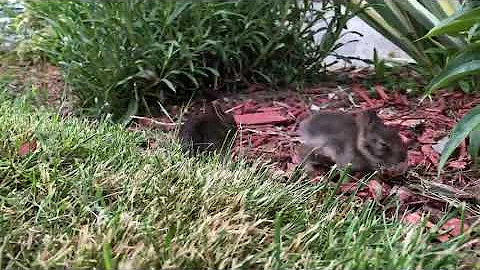 Man Plays with Baby Bunnies in Garden - 1045151-3