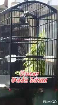 suara pikat / pancingan kacer lokal / dada hitam
