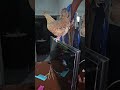 Una gallina se lale dela tv