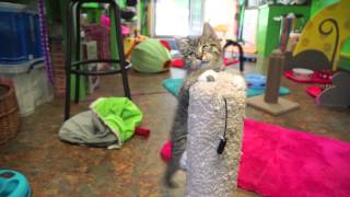 Tweedledee- ADOPTED by It's All About the Animals, Inc. 277 views 9 years ago 2 minutes, 3 seconds