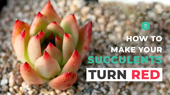 How to make your succulents turn red - DayDayNews