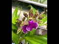 台中植物公園文心蘭花展Taichung Botanical Garden Oncidium Orchid Exhibition