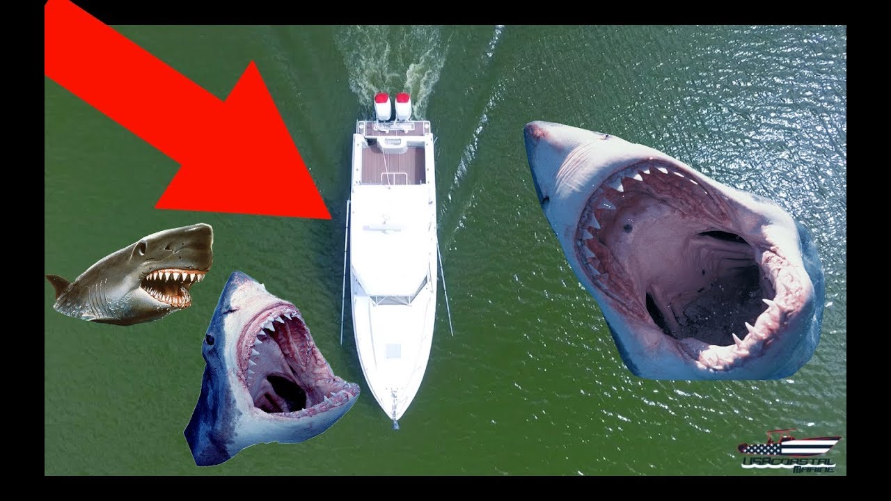 Contender 35 Fishing boat for sale