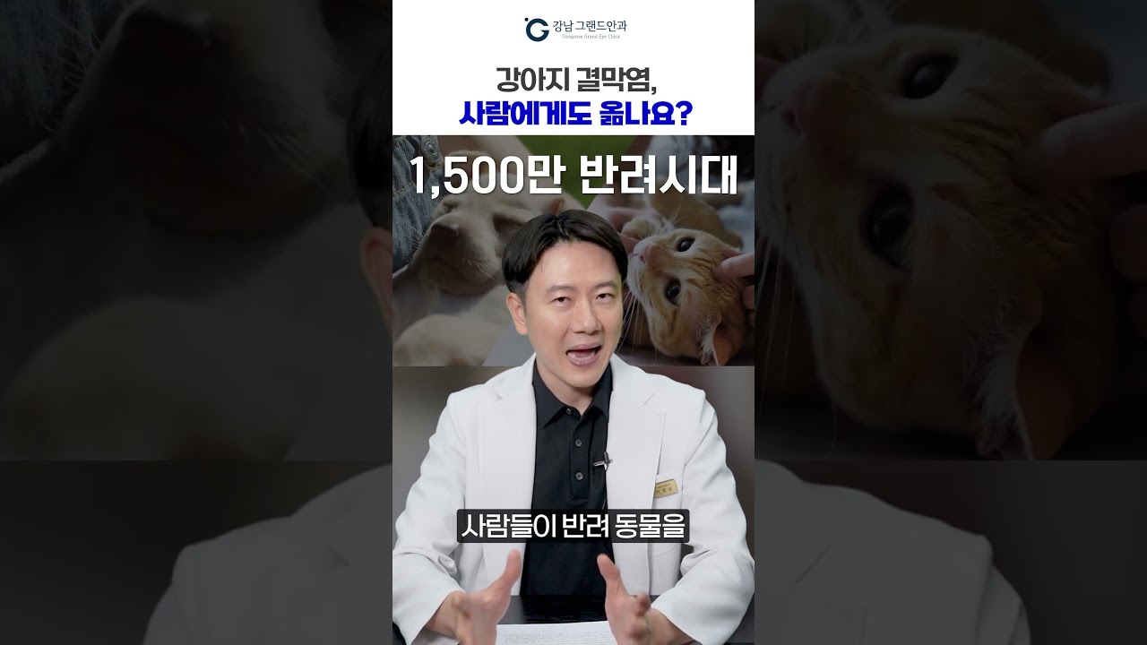 [Ганнам Гранд Нүдний Эмнэлэг] #шортс #нохойнконъюнктивит Хүнд ч бас халдварладаг уу? #конъюнктивит #нохой