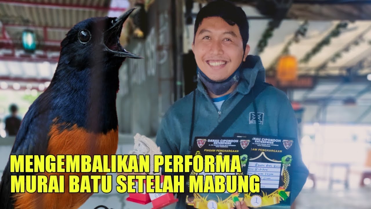 perawatan murai batu setelah mabung