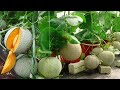 6 Cara Menanam Melon di POT atau polybag