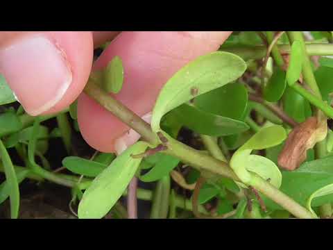 Video: Kapriisne Villane Bacopa