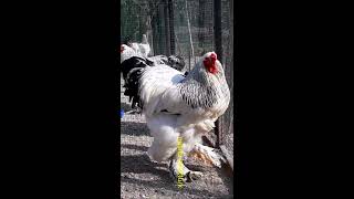 Brahma Rooster, Lightbrahma, Horoz