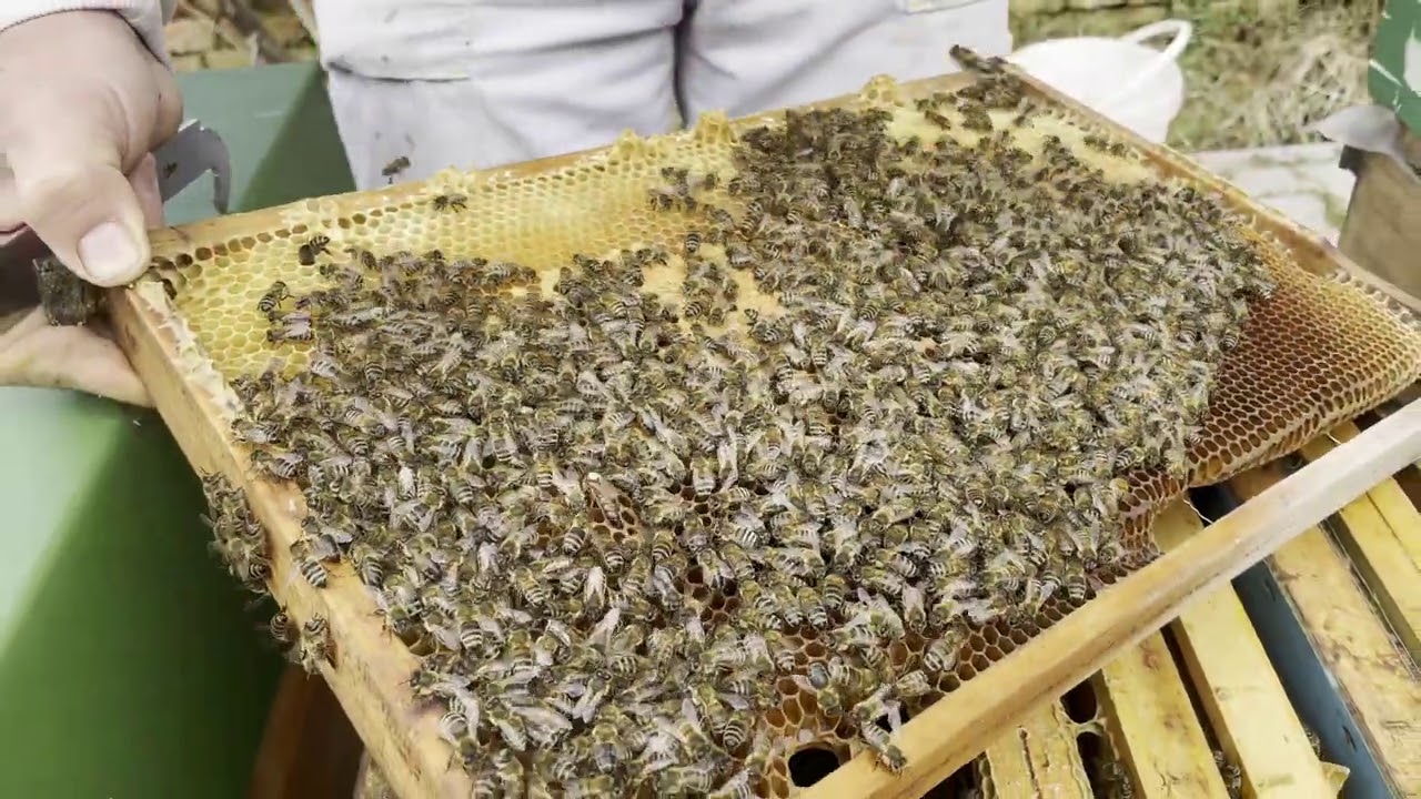 47/21 P2, optimalizování na plod s DOSTATKEM zásob, kvasnicová těsta 1/2 Včelařství Sedláček.