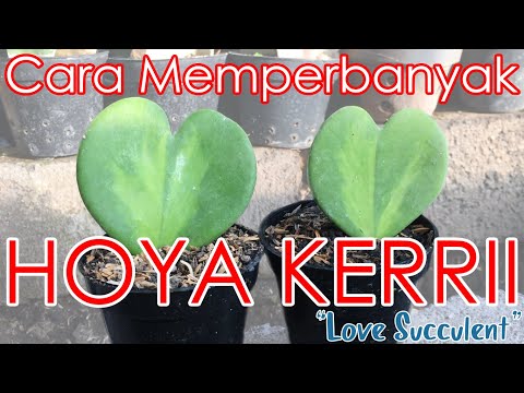 Video: Bolehkah anda membiak haworthia daripada daun?