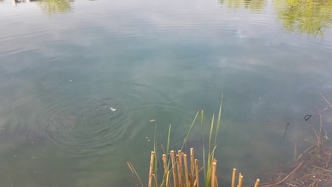 Channel cats feeding in my parent's lake. YouTube