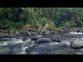 Relaxing river sound escape with flowing water ambience for deep sleep meditation and focus
