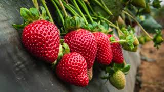 UC Davis Releases Five New Strawberry Varieties