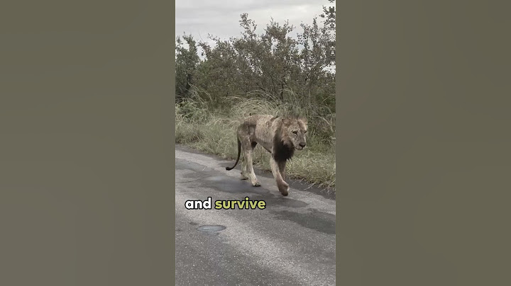 The Old Lion's Fate  #lion #lions #nature #africa #africanlionsafari #safari #savannah