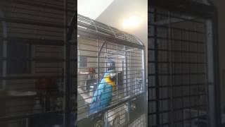 Pepsi Acting Like Hes Sneezing