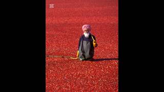 Dazzling photos that will blow your mind away #rareimages #rarephotos #viral #shorts