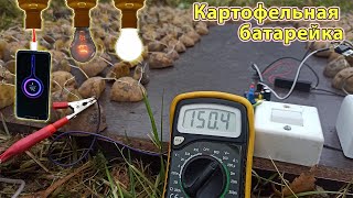 Батарейка из картошки? 220 вольт из овощей? реально?