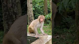 Little Monkey Having Fun with Me. #curiousmonkeylife #monkey #animals