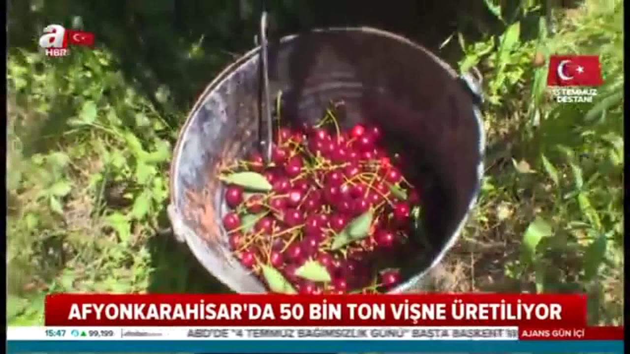 Afyonkarahisar'da vişne hasadı başladı