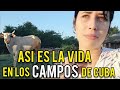ASI ES LA VIDA EN LOS CAMPOS DE CUBA