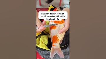 Scale cutting in koi has always been a debate. What’s your thoughts on this? #koi #scalecutting