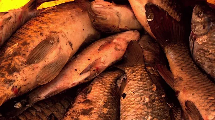 Removing Non native Fish from Mountain Lake