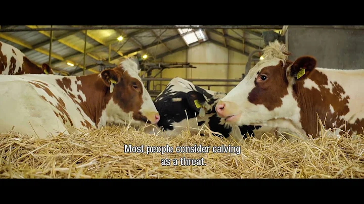 Veterinary view on increasing Lifetime Daily Yield of a dairy herd