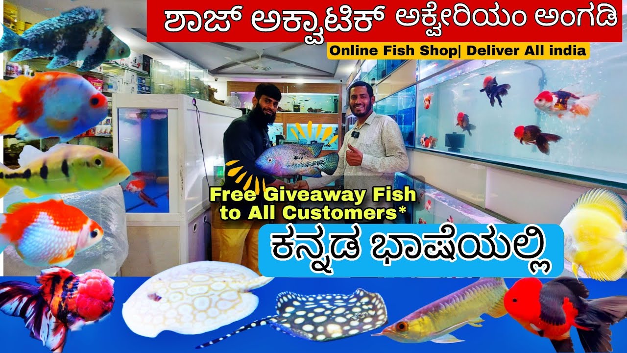 Shaz aquatic Nature ಎಲ್ಲಾ ಮಾನ್ಸ್ಟರ್ ಮೀನುಗಳು , ವೈಟ್‌ಫೀಲ್ಡ್  ಹೊಸ ಅಕ್ವೇರಿಯಂ ಅಂಗಡಿ