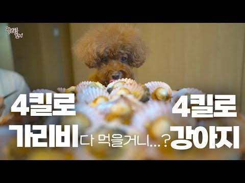 귀여운 <strong>강아지에게</strong> 가리비 한상을 차려줘봤더니 ㅋㅋㅋ