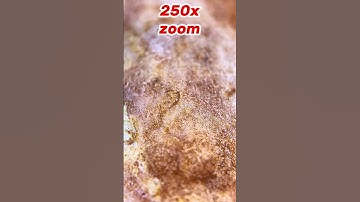Maximum zoom _  seed#amazing #asmr #macro #shortvideo#shorts