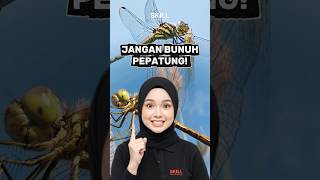 Jangan Bunuh Pepatung!