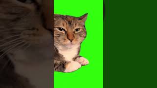 go go go go  Carnival  CAT Green Screen