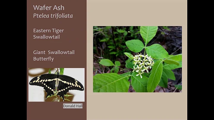 BCP Forest Restoration - Tree Planting