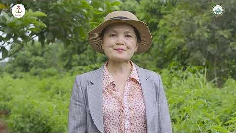 Các biện pháp quản lý cỏ dại trong vườn cà phê và những khuyến cáo