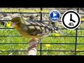 Canary Bird Singing - Timbrado training video