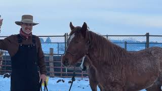 Horse Handling: Pro Tips For Catching Your Horse (Video 1/2)