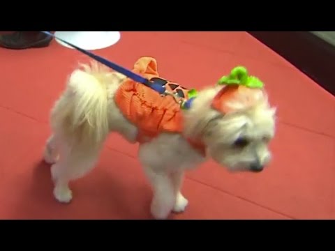 Video: Pet Costumes